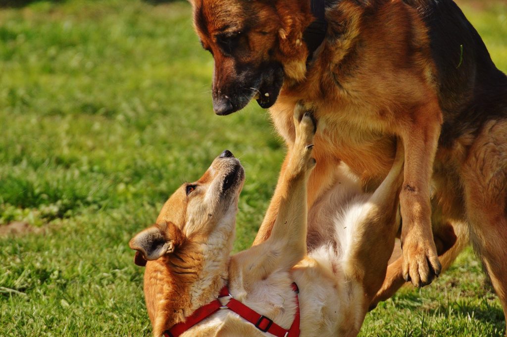 Herkennen van communicatie leer je bij B-Dog